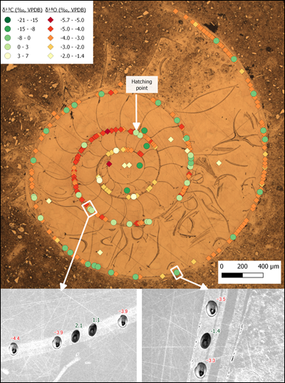 This map for AMNH 75647, currently the most analyzed ammonite in the world, was completely generated in the QGIS composer.