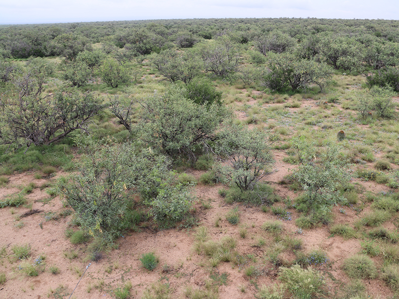 Researchers examine how mesquite trees move water between soil layers