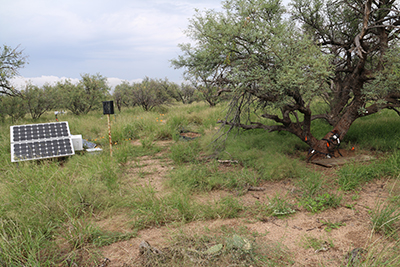 mesquite trees in Arizona use hydraulic redistribution to move water in the soil