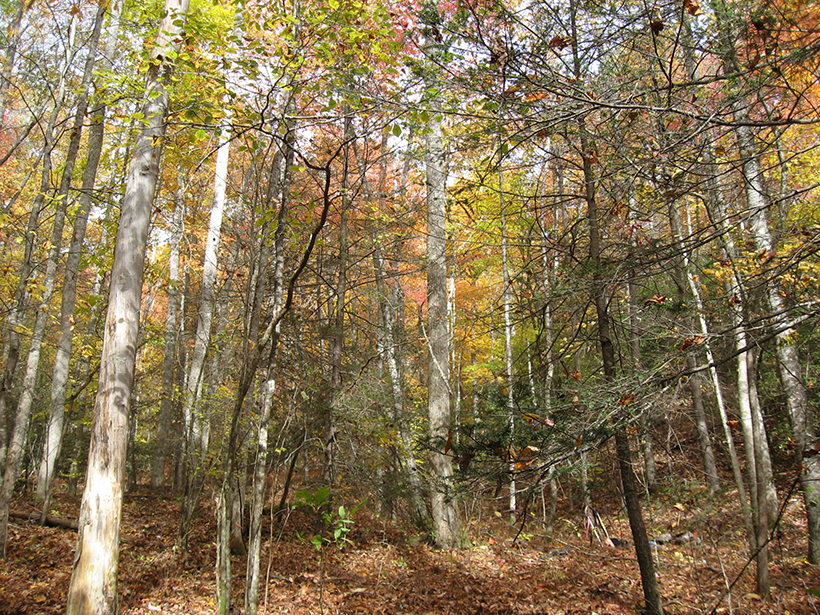 A new 10-year study investigates how insect infestations can affect the forest carbon cycle