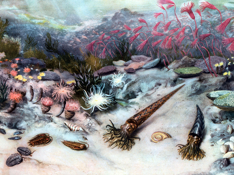 Drawing of sea life that flourished after the Ordovician Period ended with a mass extinction event 445 million years ago.