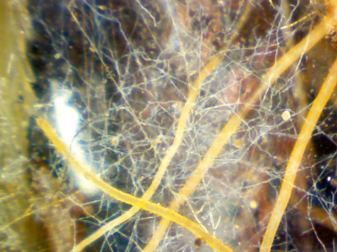 Fine roots from a heather shrub surrounded by fungal hyphae. Images like this can be found in a new database called FRED.