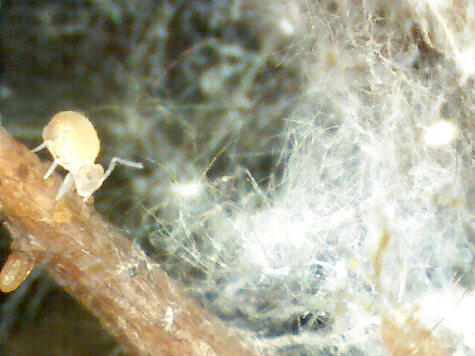 A larch tree’s fine roots, with nearby microbes. Microbe information near fine roots are now found in FRED, a new database.