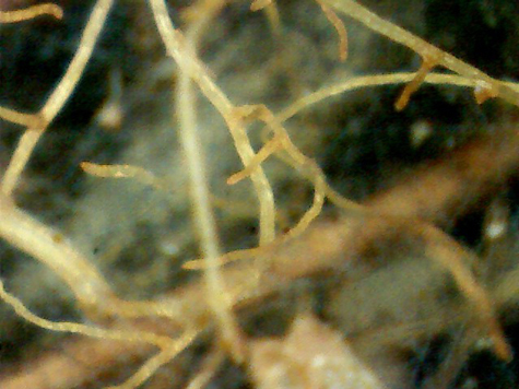 A new database called FRED allows scientists to examine in detail fine roots, such as these from a heather shrub.