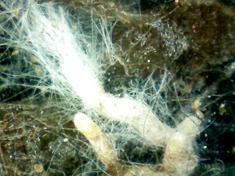 Larch roots and hyphae from an ectomycorrhizal fungus growing roughly 10 to 15 centimeters underground at the SPRUCE site.