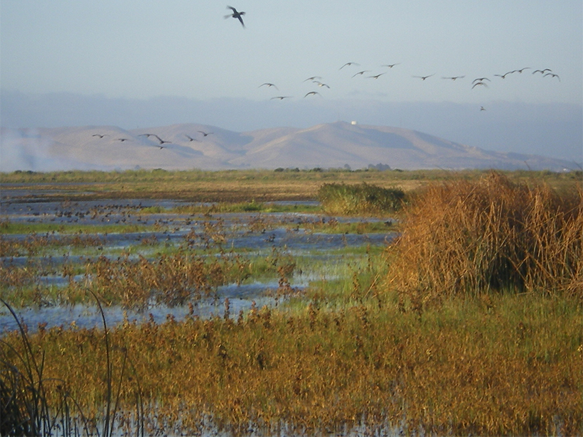 The Suisun Marsh, the largest tidal marsh in the San Francisco Estuary (California).