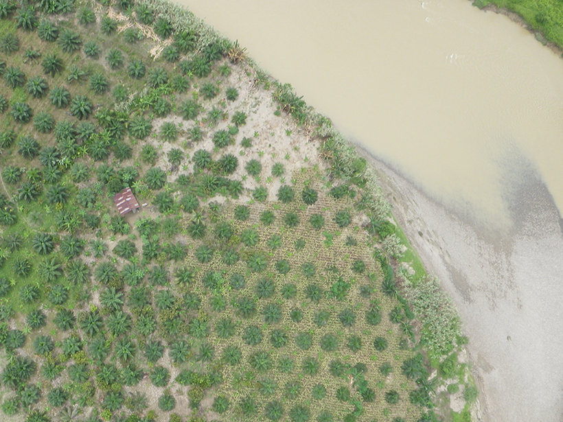 Aerial photo of an oil palm plantation planted right up to a river’s bank, with no habitat buffer.