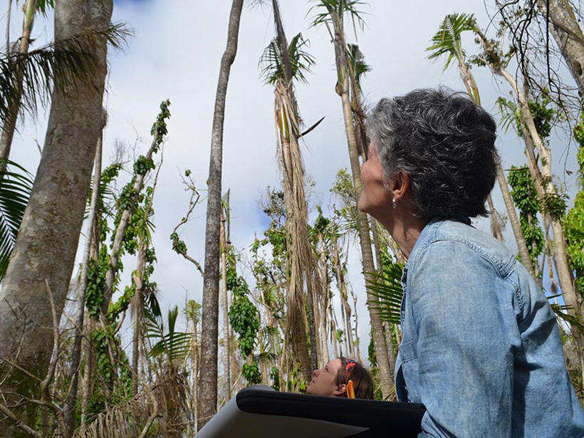 Ecologist Maria Uriarte of Columbia University records damage that Hurricane Maria did to trees in Puerto Rico