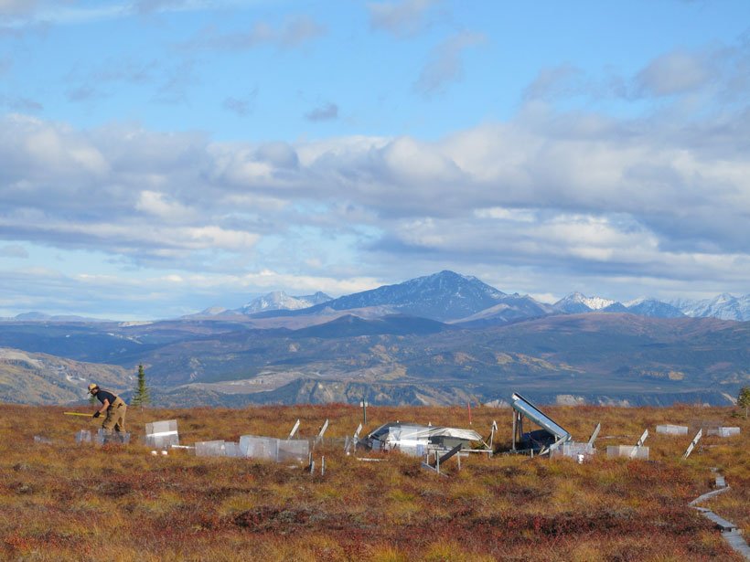 researcher measures fall thaw depth at the Eight Mile Lake study site in interior Alaska