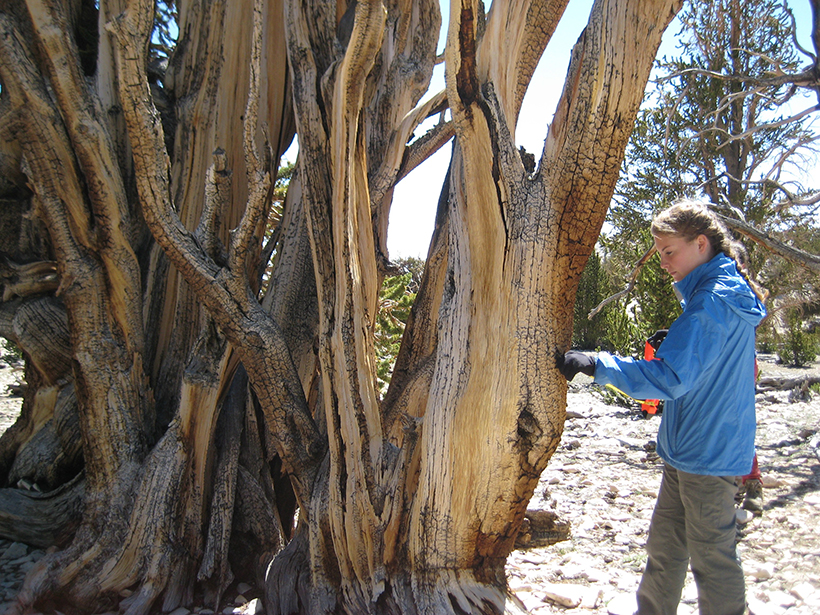 A high school student measures growth in a bristlecone pine in California’s White Mountains