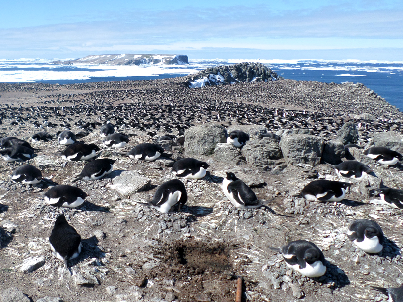 An excavation conducted at an Adélie penguin colony on Earle Island (one of theDanger Islands), Antarctica.
