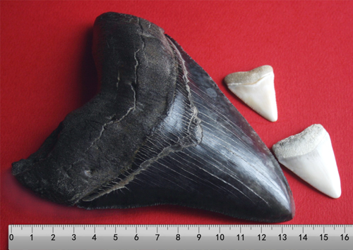 Megalodon tooth compared with great white shark teeth Megalodon tooth compared with great white shark teeth