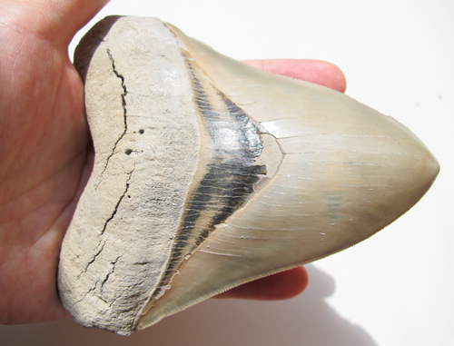An Otodus megalodon tooth An Otodus megalodon tooth
