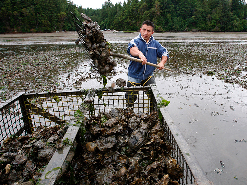 A worker harvests Pacific oysters at low tide at a farm owned by Taylor Shellfish Co. in Washington’s Oyster Bay.