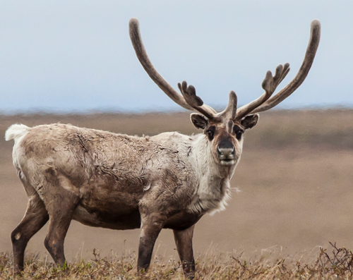 A Teshekpuk caribou in the National Petroleum Reserve, Alaska.