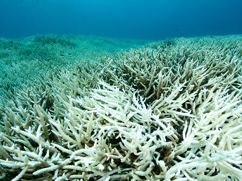 A view of bleached coral