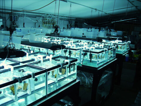 coral climate change research
