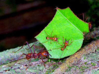 Leaf-Cutter Ants Boost Carbon Dioxide Emissions from Soil ...