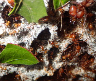 Leaf-cutter ants tend to the fungus they feed on.