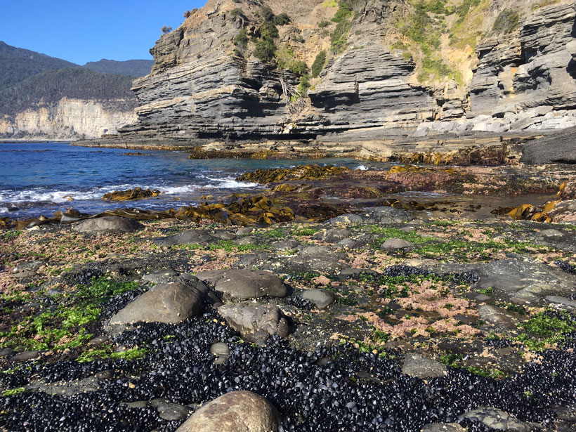 Macroalgal assemblages on rock substrata
