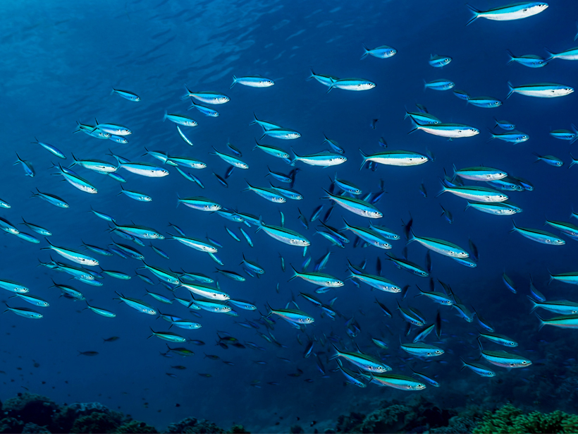 fish in healthy oceans Indonesia