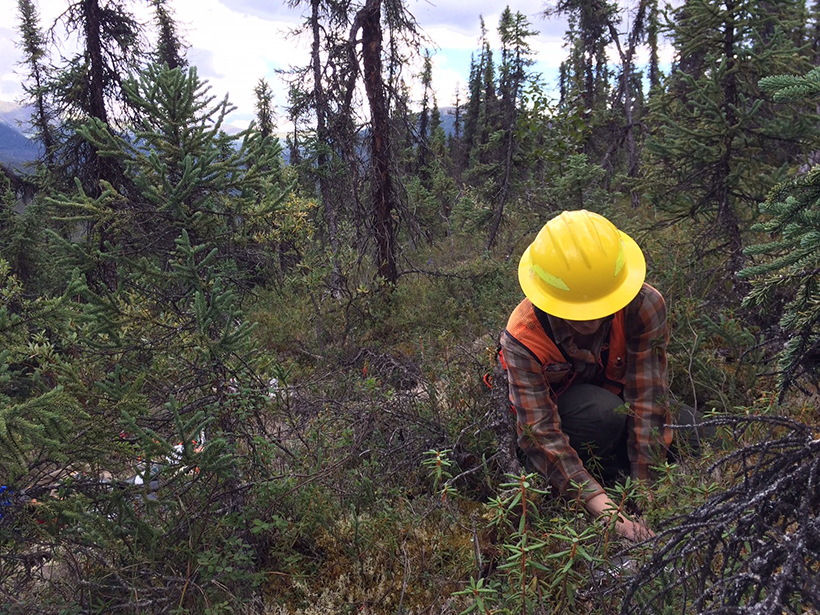 A USDA Forest Service worker takes measurements for the national forest carbon inventory in Alaska.