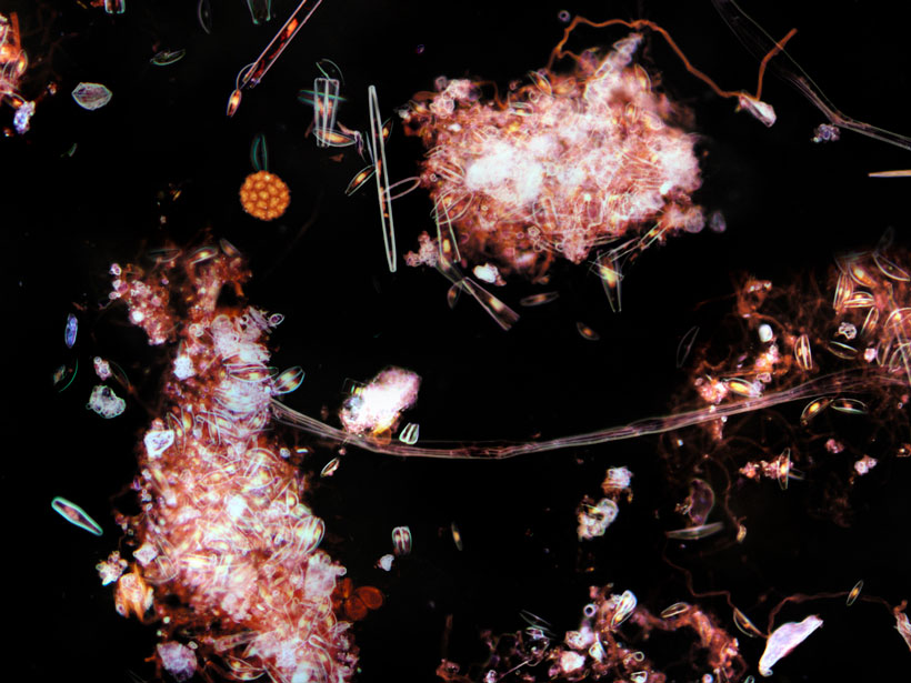 A close-up view of diatoms in the ocean