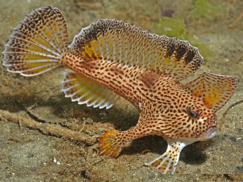 Seamap Australia assists efforts to protect species like the critically endangered spotted handfish.