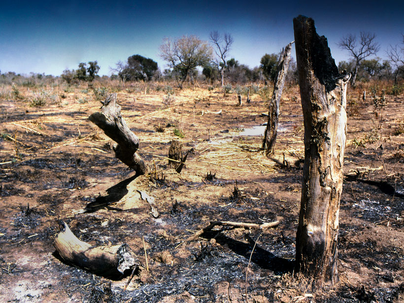 Charred trees in the aftermath of a fire in Mali