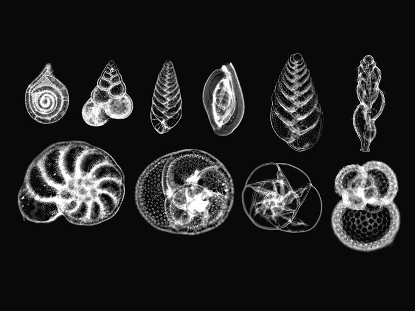 A photomicrograph of ten species of foraminiferans.