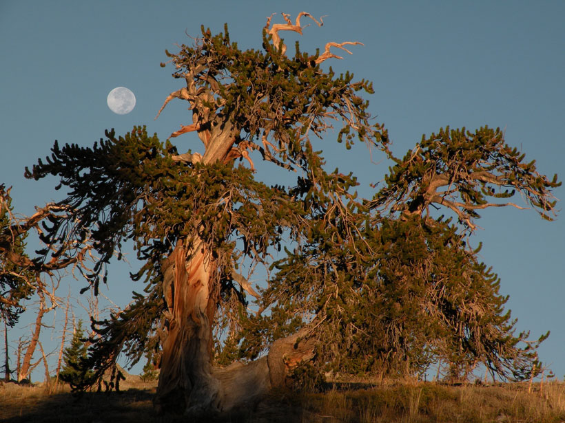 The moon rises behind a tree in the Ancient Bristlecone Pine Forest in California