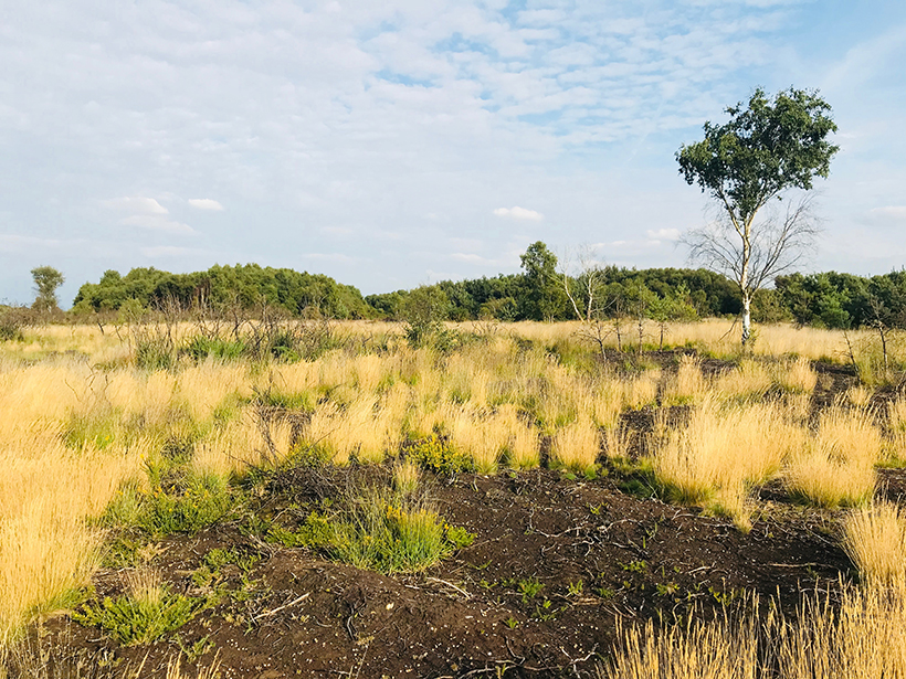 Vegetation growing in the heathlands of Chobham Common, Surrey