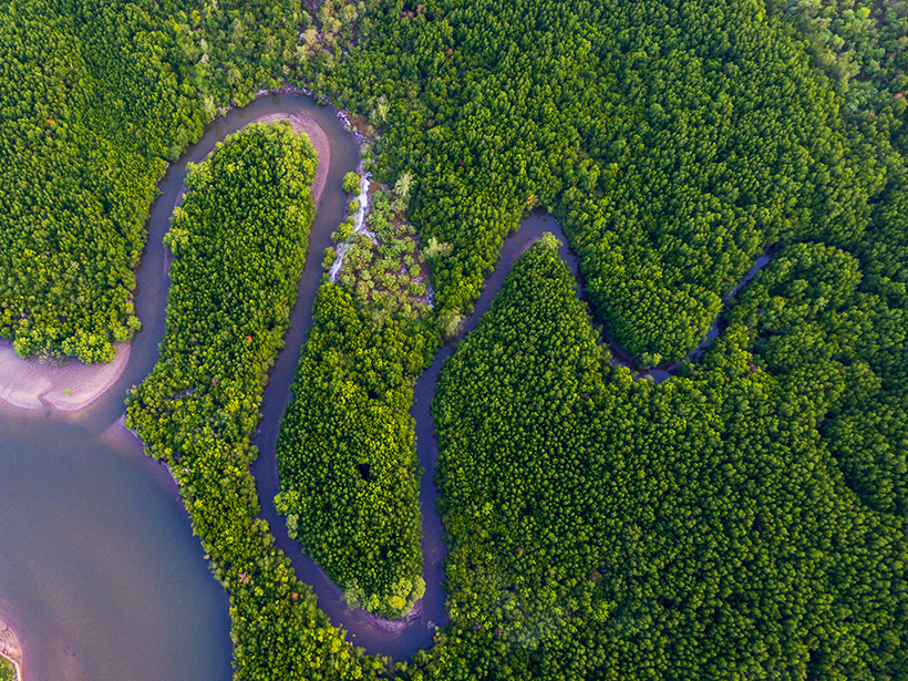 Aerial view of a mangrove canal