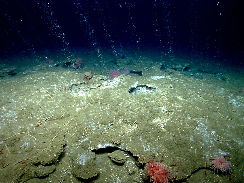seafloor-cold-methane-seep-bubbles-NOAA-virginia