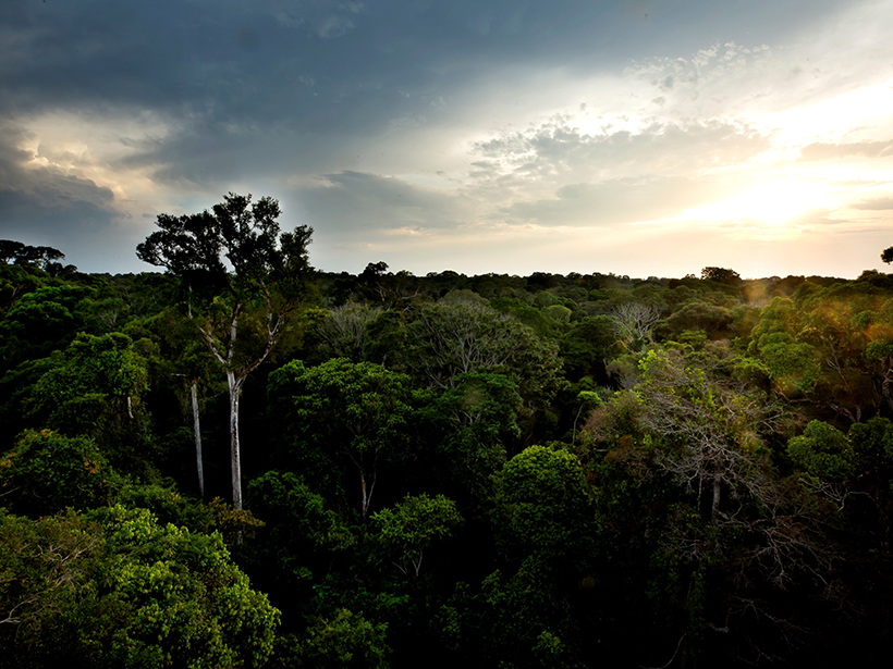 Twilight in the Tapajós National Forest, seen from an observation tower
