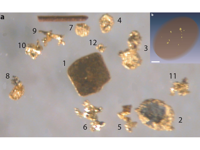 Photo of twelve gold grains used in this study
