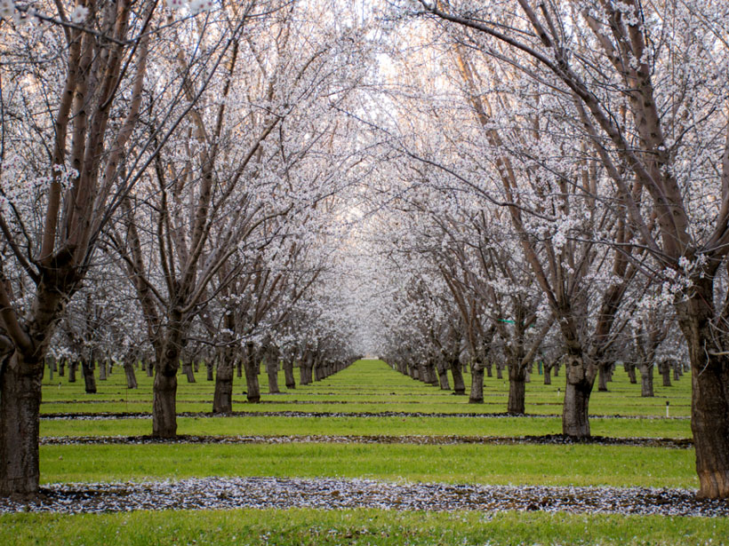 An almond orchard with trees in bloom