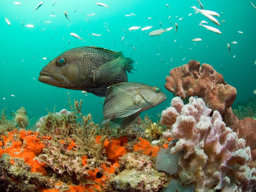 Global Warming Hits Marine Life Hardest - Eos