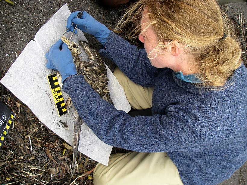 Citizen Scientist Inspects gray Northern Fulmar carcass