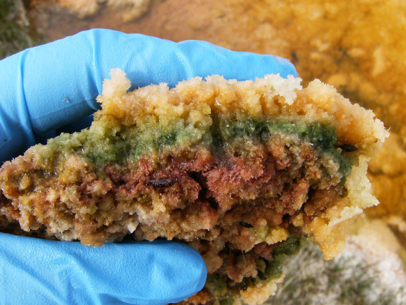 A gloved hand holding a clump of orange and green bacterial mat the size of a fist