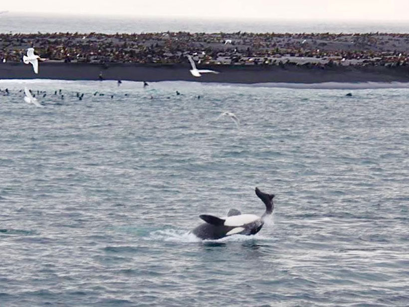 An orca feeding on a seal