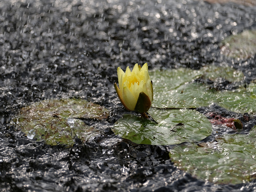 Heavy rain falls on a pond with lily pads and a yellow lotus.