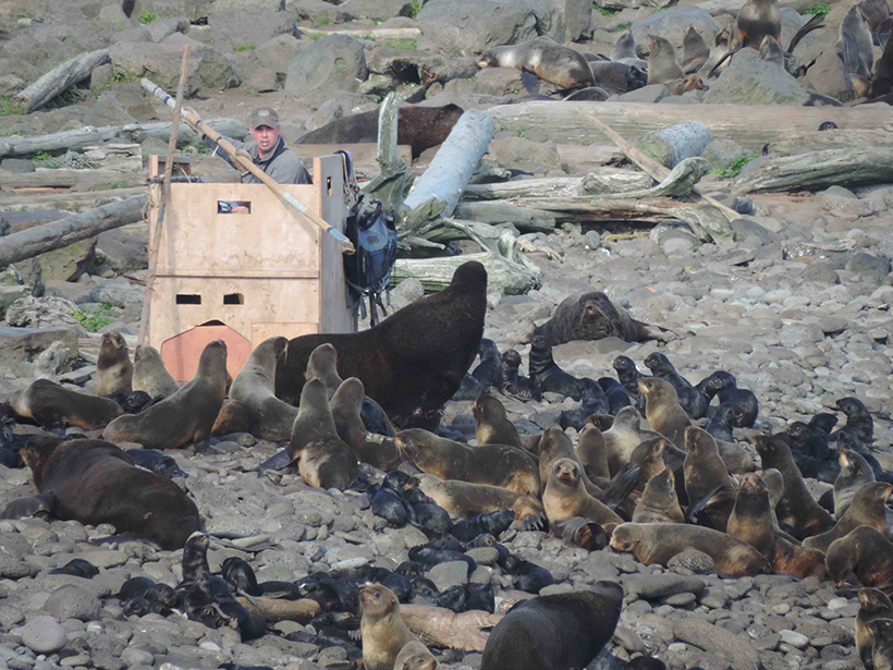 A scientist studies northern fur seals on Pribilof Islands in Alaska.