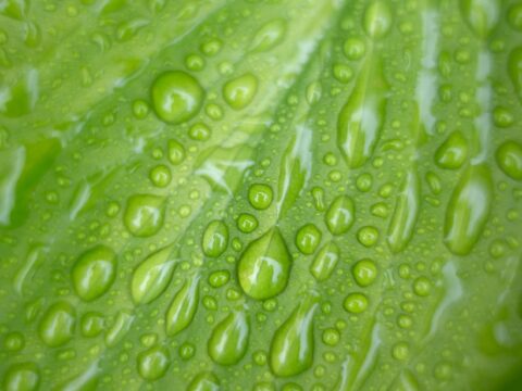 Water droplets on leaf