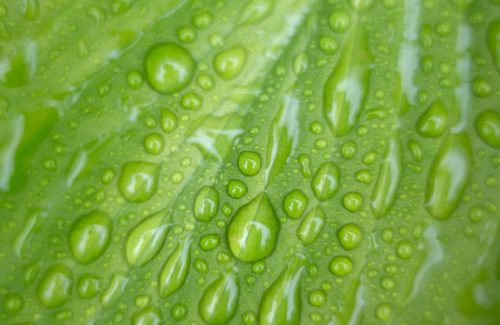 Water droplets on leaf