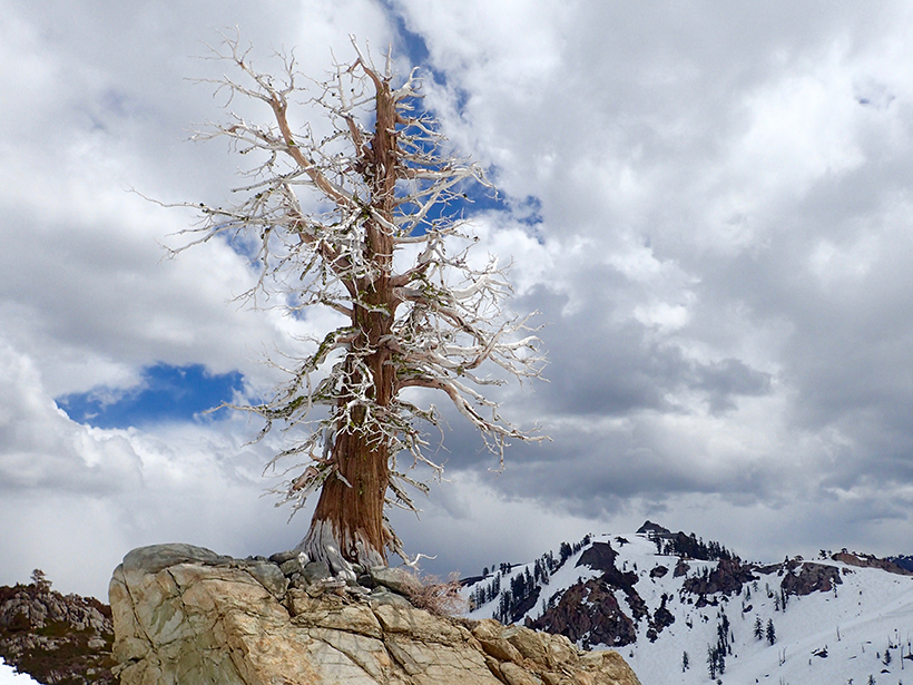 An ancient pine perched on top of a rock outcrop