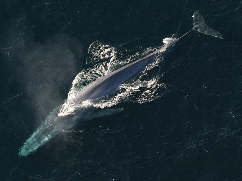 A blue whale.