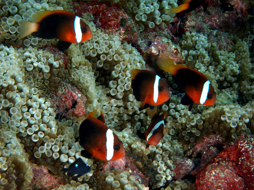 Fishes swim in a coral reef