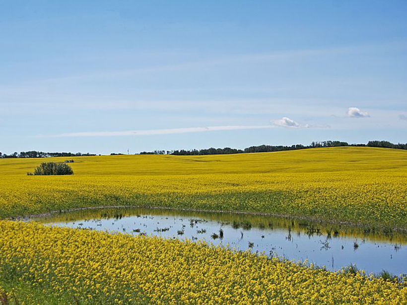 Pond in a field of yellow flowers