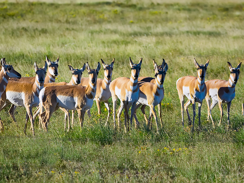 Pronghorn antelope on a grassy plain